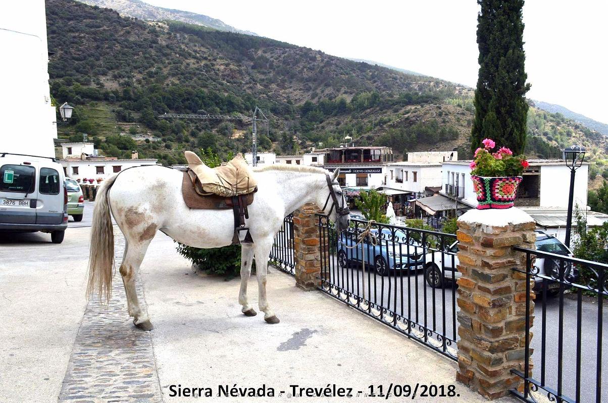 15 ANDALOUSIE - SIERRA NEVADA - TREVELEZ 11 09 2018 (61).JPG